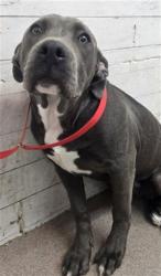 Shelter Stray Female Dog last seen Near BLOCK ORANGE WAY FONTANA, 333 Chandler Pl, San Bernardino, CA 92408, USA
