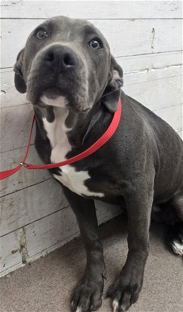Shelter Stray Female Dog last seen Near BLOCK ORANGE WAY FONTANA, 333 Chandler Pl, San Bernardino, CA 92408, USA