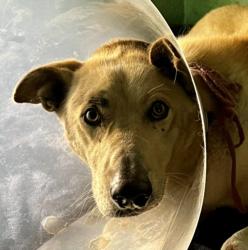 Shelter Stray Male Dog last seen , West Valley Animal Shelter, 20655 Plummer St, Chatsworth, CA 91311, USA