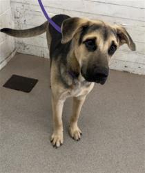 Shelter Stray Male Dog last seen WATERMAN AND BASELINE, 333 Chandler Pl, San Bernardino, CA 92408, USA