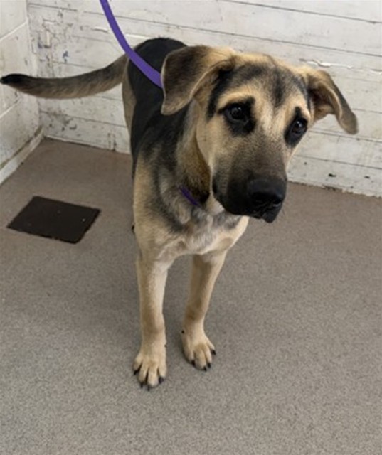 Shelter Stray Male Dog last seen WATERMAN AND BASELINE, 333 Chandler Pl, San Bernardino, CA 92408, USA