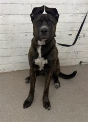 Shelter Stray Female Dog last seen WATERMAN AND BASELINE, 333 Chandler Pl, San Bernardino, CA 92408, USA