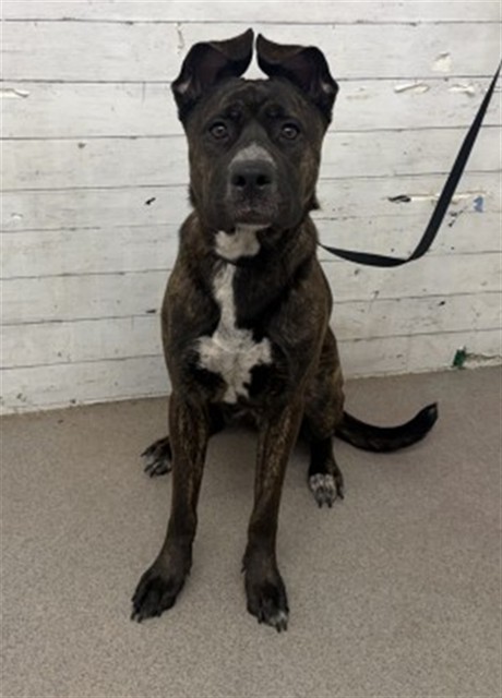 Shelter Stray Female Dog last seen WATERMAN AND BASELINE, 333 Chandler Pl, San Bernardino, CA 92408, USA