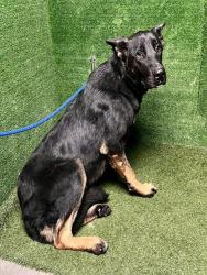Shelter Stray Male Dog last seen , 5210 W Ave I, Lancaster, CA 93536, USA