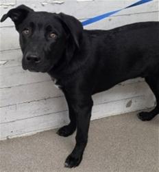 Shelter Stray Male Dog last seen KENDALL DR & UNIVERSITY PKWY, SAN BERNARDINO, CA, 92407, USA, 333 Chandler Pl, San Bernardino, CA 92408, USA