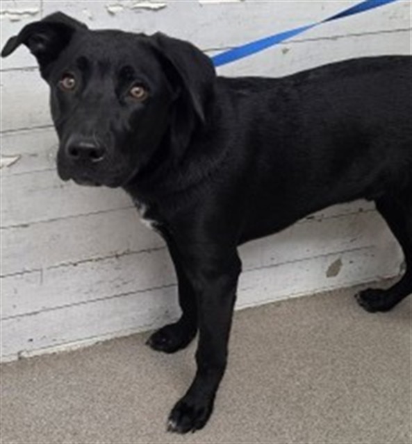 Shelter Stray Male Dog last seen KENDALL DR & UNIVERSITY PKWY, SAN BERNARDINO, CA, 92407, USA, 333 Chandler Pl, San Bernardino, CA 92408, USA