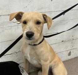 Shelter Stray Male Dog last seen 16TH & SIERRA, 333 Chandler Pl, San Bernardino, CA 92408, USA