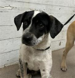 Shelter Stray Male Dog last seen 16TH & SIERRA, 333 Chandler Pl, San Bernardino, CA 92408, USA