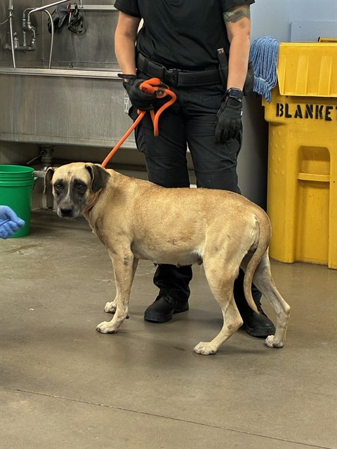 Shelter Stray Female Dog last seen S 14TH AVE AND W ROESER RD, 2500 S 27th Ave, Phoenix, AZ 85009, USA