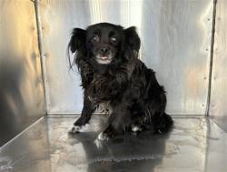 Shelter Stray Female Dog last seen YUMA RD AND LITCHFIELD RD, 2500 S 27th Ave, Phoenix, AZ 85009, USA