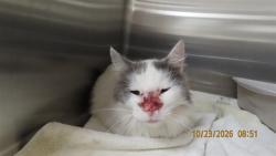 Shelter Stray Male Cat last seen AVONDALE AND BROADWAY, 5501 E Van Buren St, Phoenix, AZ 85008, USA