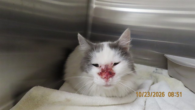 Shelter Stray Male Cat last seen AVONDALE AND BROADWAY, 5501 E Van Buren St, Phoenix, AZ 85008, USA