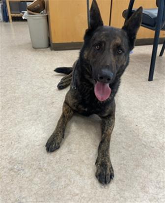 Shelter Stray Male Dog last seen , 1850 W 60th St, Los Angeles, CA 90047, USA