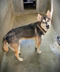 Shelter Stray Male Dog last seen , 1850 W 60th St, Los Angeles, CA 90047, USA