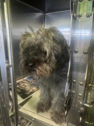 Shelter Stray Female Dog last seen , 1850 W 60th St, Los Angeles, CA 90047, USA
