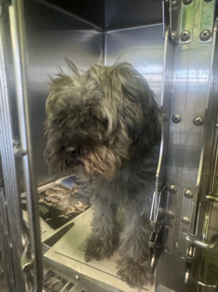 Shelter Stray Female Dog last seen , 1850 W 60th St, Los Angeles, CA 90047, USA
