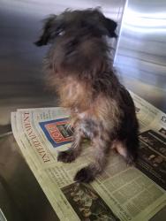 Shelter Stray Female Dog last seen , 1850 W 60th St, Los Angeles, CA 90047, USA