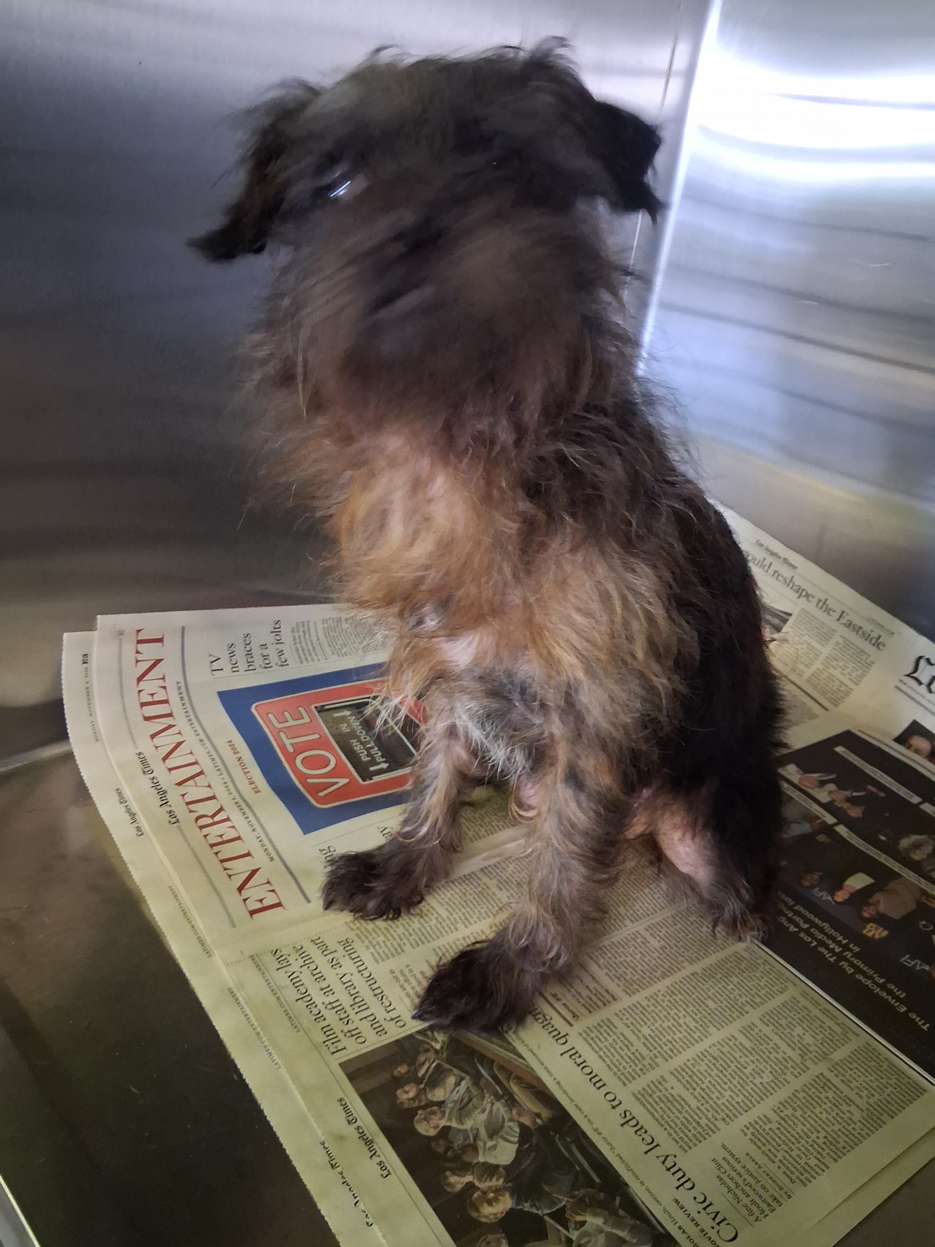 Shelter Stray Female Dog last seen , 1850 W 60th St, Los Angeles, CA 90047, USA