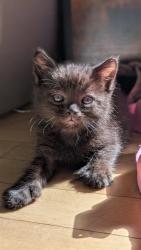 Shelter Stray Male Cat last seen Near BLOCK S 6325, 4522 W 3500 S, West Valley City, UT 84120, USA