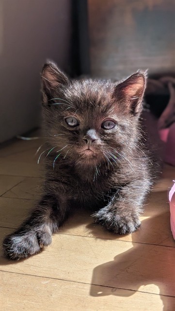 Shelter Stray Male Cat last seen Near BLOCK S 6325, 4522 W 3500 S, West Valley City, UT 84120, USA