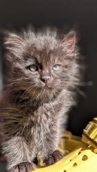 Shelter Stray Male Cat last seen Near BLOCK S 6325, 4522 W 3500 S, West Valley City, UT 84120, USA