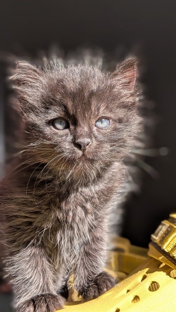 Shelter Stray Male Cat last seen Near BLOCK S 6325, 4522 W 3500 S, West Valley City, UT 84120, USA