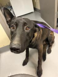 Shelter Stray Male Dog last seen Near BLOCK ACACIA AVE, HEMET CITY, 581 S Grand Ave, San Jacinto, CA 92582, USA
