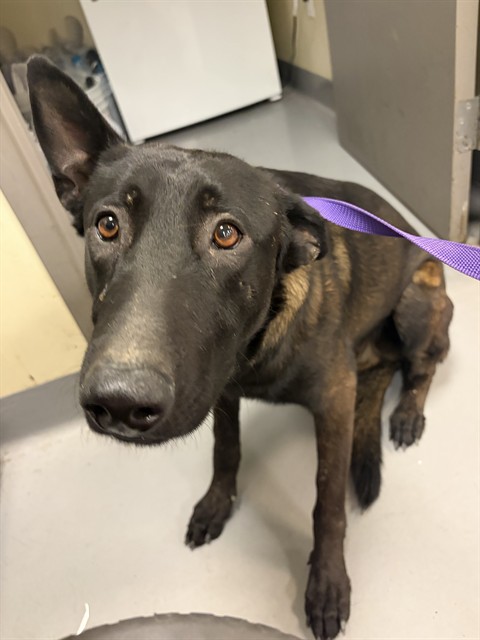 Shelter Stray Male Dog last seen Near BLOCK ACACIA AVE, HEMET CITY, 581 S Grand Ave, San Jacinto, CA 92582, USA