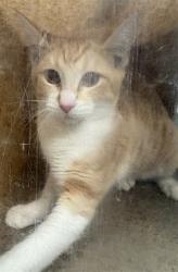 Shelter Stray Female Cat last seen Near BLOCK N ELK ST, HEMET CA 92543, 581 S Grand Ave, San Jacinto, CA 92582, USA