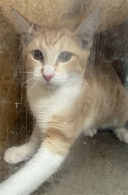 Shelter Stray Female Cat last seen Near BLOCK N ELK ST, HEMET CA 92543, 581 S Grand Ave, San Jacinto, CA 92582, USA