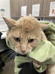 Shelter Stray Male Cat last seen Near BLOCK E BELMONT AVE, FRESNO CA 93701 2036, 5277 E Airways Blvd, Fresno, CA 93727, USA