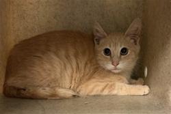 Shelter Stray Male Cat last seen Near BLOCK N ELK ST, HEMET CA 92543, 581 S Grand Ave, San Jacinto, CA 92582, USA