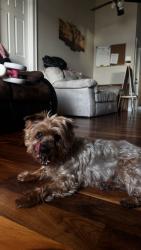 Reunited Male Dog last seen Prairie Lake Blvd, Ocoee, FL 34761, USA, Ocoee, FL 34761