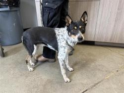 Shelter Stray Female Dog last seen ATLAS WAY, FRESNO, CA 93705, 5277 E Airways Blvd, Fresno, CA 93727, USA