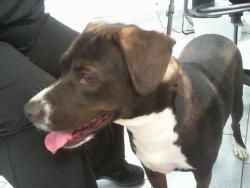 Shelter Stray Female Dog last seen CHARLOTTE, 8315 Byrum Dr, Charlotte, NC 28217, USA