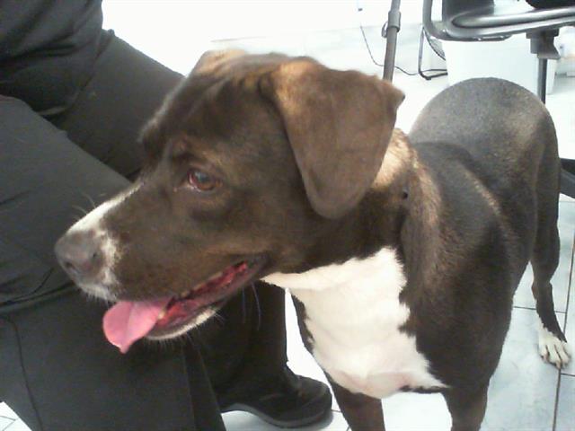 Shelter Stray Female Dog last seen CHARLOTTE, 8315 Byrum Dr, Charlotte, NC 28217, USA