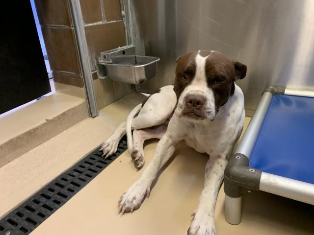 Shelter Stray Male Dog last seen Near BLOCK POWER LINE RD BLYTHE CA 92225, 245 S Carlton Ave, Blythe, CA 92225, USA