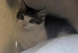 Shelter Stray Male Cat last seen Near BLOCK 106TH AVE SE, KENT WA 98030, 21615 64th Ave S, Kent, WA 98032, USA