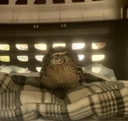 Shelter Stray Unknown Bird last seen Near BLOCK S 235TH PL, KENT WA 98031, 21615 64th Ave S, Kent, WA 98032, USA