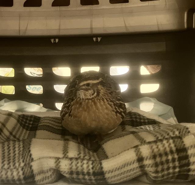 Shelter Stray Unknown Bird last seen Near BLOCK S 235TH PL, KENT WA 98031, 21615 64th Ave S, Kent, WA 98032, USA