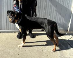 Shelter Stray Male Dog last seen Near BLOCK S 3RD STREET, 3528 Newburg Rd, Louisville, KY 40218, USA