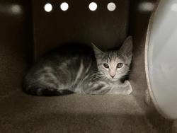 Shelter Stray Female Cat last seen Near BLOCK 32ND AVE S, KENT WA 98032 2888, 21615 64th Ave S, Kent, WA 98032, USA