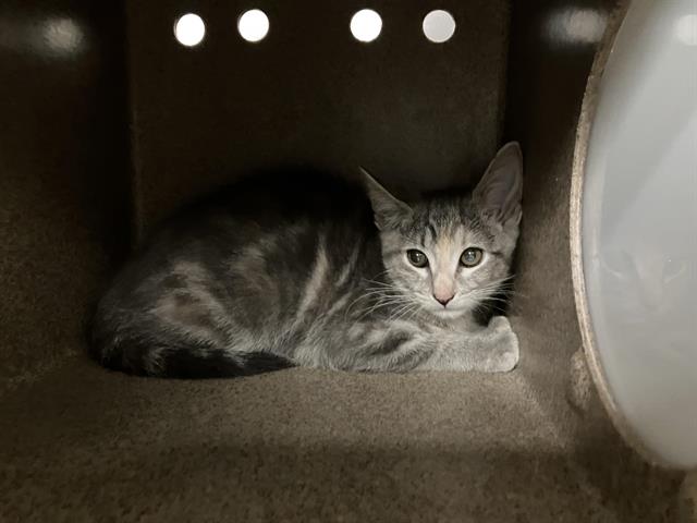 Shelter Stray Female Cat last seen Near BLOCK 32ND AVE S, KENT WA 98032 2888, 21615 64th Ave S, Kent, WA 98032, USA