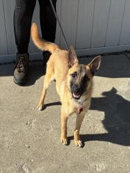 Shelter Stray Female Dog last seen Near BLOCK W BROADWAY, 3528 Newburg Rd, Louisville, KY 40218, USA