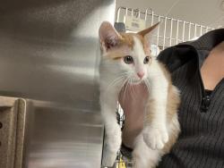 Shelter Stray Male Cat last seen Near BLOCK 32ND AVE S, KENT WA 98032 2888, 21615 64th Ave S, Kent, WA 98032, USA