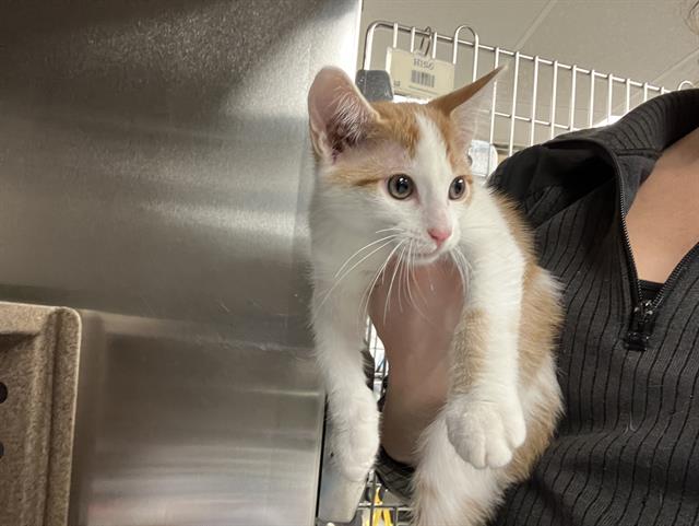 Shelter Stray Male Cat last seen Near BLOCK 32ND AVE S, KENT WA 98032 2888, 21615 64th Ave S, Kent, WA 98032, USA