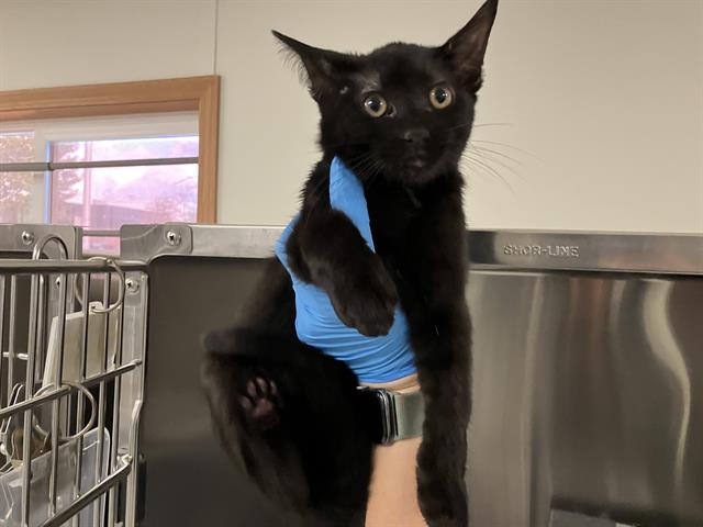 Shelter Stray Male Cat last seen Near BLOCK 32ND AVE S, KENT WA 98032 2888, 21615 64th Ave S, Kent, WA 98032, USA
