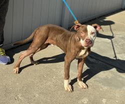 Shelter Stray Male Dog last seen Near BLOCK W OAK ST, 3528 Newburg Rd, Louisville, KY 40218, USA