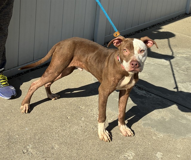 Shelter Stray Male Dog last seen Near BLOCK W OAK ST, 3528 Newburg Rd, Louisville, KY 40218, USA