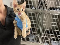 Shelter Stray Male Cat last seen Near BLOCK 32ND AVE S, KENT WA 98032 2888, 21615 64th Ave S, Kent, WA 98032, USA